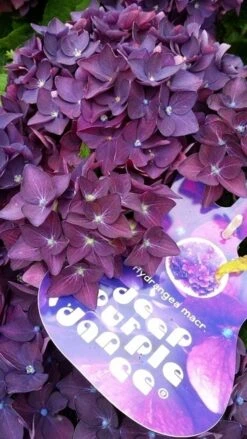 Hortensia Deep Purple Dance (Hydrangea 'Music Collection') -OL Planten Winkel hydrangeadeeppurpledance01