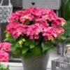 Hortensia Rood (Hydrangea 'Forever&Ever') -OL Planten Winkel hydrangeaforeverandeverroodv01 2
