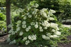 Eikenbladhortensia (Hydrangea Quercifolia) -OL Planten Winkel hydrangeaquercifoliastruikv01