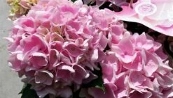 Hortensia Soft Pink Salsa (Hydrangea 'Music Collection') -OL Planten Winkel hydrangeasoftpinksalsa02