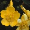 Hertshooi (Hypericum 'Hidcote') -OL Planten Winkel hyhidcot 5