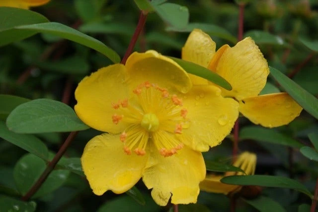 Hertshooi (Hypericum 'Hidcote') 7 Hertshooi (Hypericum 'Hidcote') - Afbeelding 5