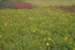 Hertshooi (Hypericum 'Hidcote') 11 Hertshooi (Hypericum 'Hidcote') -OL Planten Winkel hypericum hidcote 3