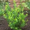 Japanse Hulst (Ilex Maximowicziana 'Kanehirae') -OL Planten Winkel ilex maximowicziana kanehiraev01 3