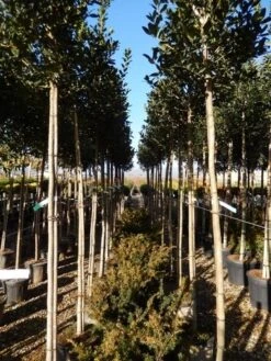 Hulst Als Boom (Ilex 'Nellie R. Stevens') -OL Planten Winkel ilex a. nellie r. stevens 8 10 2