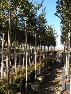 Hulst Als Boom (Ilex 'Nellie R. Stevens') -OL Planten Winkel ilex a. nellie r. stevens 8 10 5 1