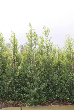 Hulst (Ilex Aquifolium 'Alaska') 11 Hulst (Ilex Aquifolium 'Alaska') -OL Planten Winkel ilex a alaska 150 175
