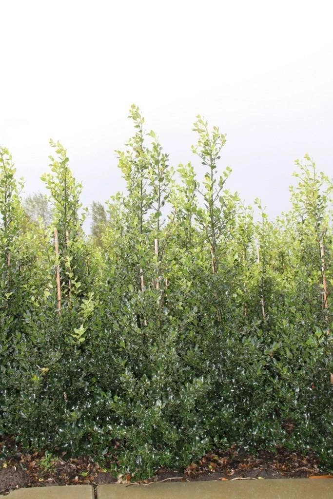Hulst (Ilex Aquifolium 'Alaska') 6 Hulst (Ilex Aquifolium 'Alaska') - Afbeelding 4