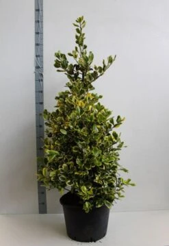 Hulst (Ilex Altaclerensis 'Golden King') -OL Planten Winkel ilex a golden king 100 125 cm co. 25 kopie kopie 1 2
