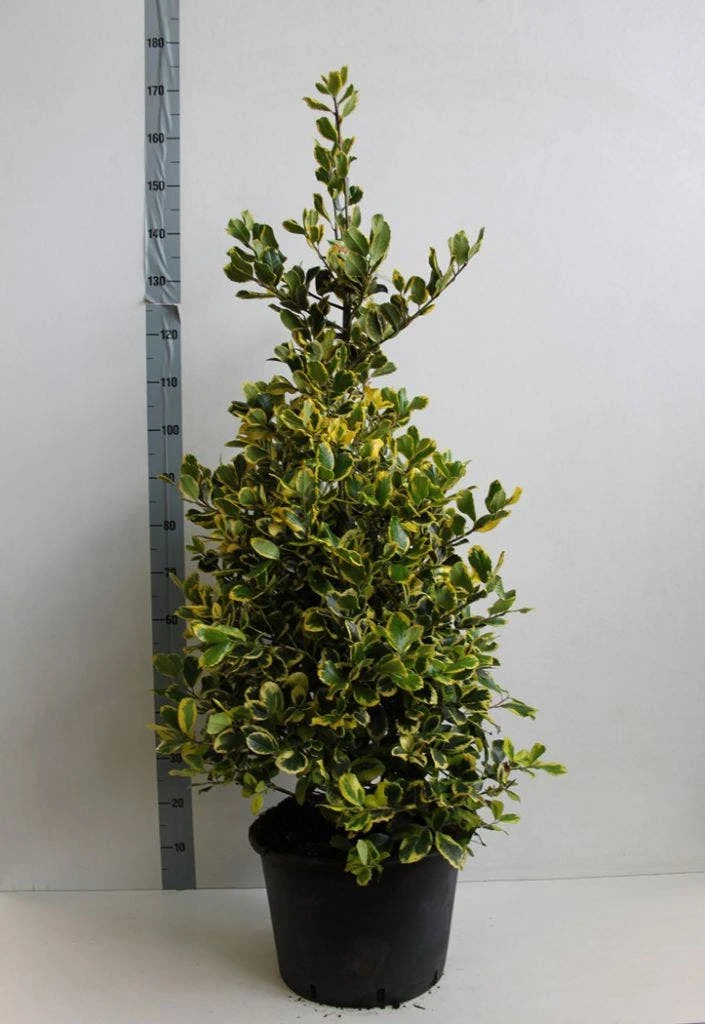 Hulst (Ilex Altaclerensis 'Golden King') - Afbeelding 3