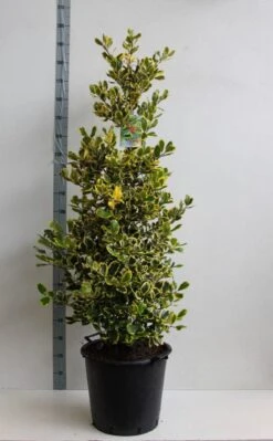 Hulst (Ilex Altaclerensis 'Golden King') -OL Planten Winkel ilex a golden king 125 150 cm 30l kopie kopie 1 2