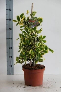 Hulst (Ilex Altaclerensis 'Golden King') -OL Planten Winkel ilex al. golden king 50 60 cm c5 kopie