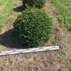 Hulst Als Bolvorm (Ilex Aquifolium) -OL Planten Winkel ilex aquifolium 70 cm breed bol drkl 1