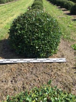 Hulst Als Bolvorm (Ilex Aquifolium) 8 Hulst Als Bolvorm (Ilex Aquifolium) -OL Planten Winkel ilex aquifolium 90 cm breed bol drkl 1