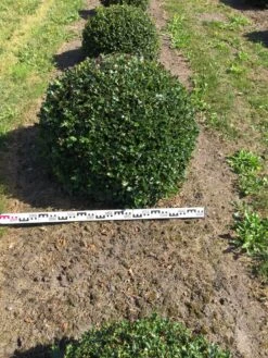 Hulst Als Bolvorm (Ilex Aquifolium) 9 Hulst Als Bolvorm (Ilex Aquifolium) -OL Planten Winkel ilex aquifolium 90 cm breed bol drkl 3
