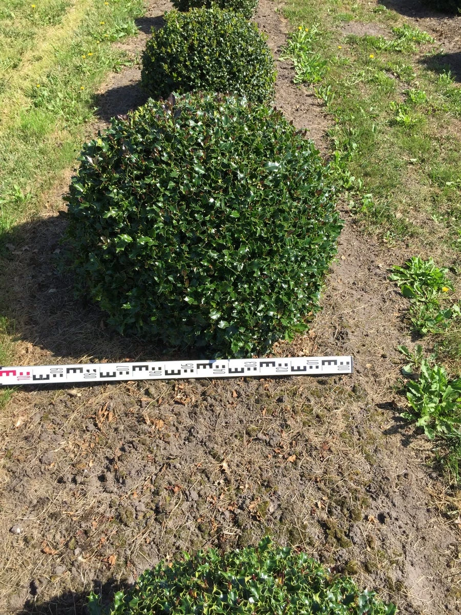 Hulst Als Bolvorm (Ilex Aquifolium) 6 Hulst Als Bolvorm (Ilex Aquifolium) - Afbeelding 4