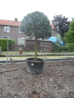 Hulst Op Stam (Ilex Aquifolium) -OL Planten Winkel ilex aquifolium halfstam 30 35