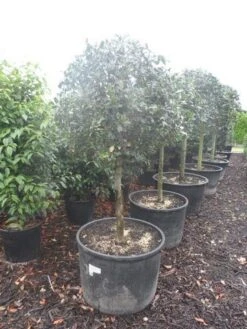 Hulst Op Stam (Ilex Aquifolium) -OL Planten Winkel ilex aquifolium halfstam c130 150 1