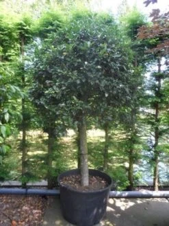 Hulst Op Stam (Ilex Aquifolium) -OL Planten Winkel ilex aquifolium halfstam c200 extra