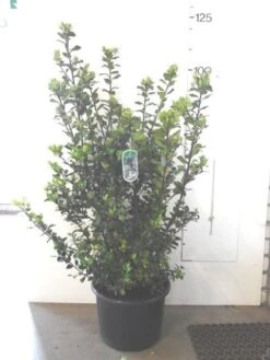 Blauwe Hulst (Ilex Meserveae 'Blue Prince') -OL Planten Winkel ilex blue prince c20