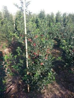 Blauwe Hulst (Ilex Meserveae 'Blue Princess') -OL Planten Winkel ilex blue princess 125 150 cm drkl 1