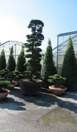 Japanse Hulst Als Bonsai (Ilex Crenata) -OL Planten Winkel ilex bonsai 3