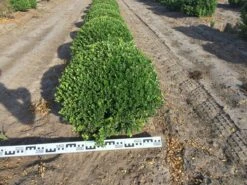 Japanse Hulst Als Bolvorm (Ilex Crenata) 7 Japanse Hulst Als Bolvorm (Ilex Crenata) -OL Planten Winkel ilex crenata 60 cm breed bol drkl 2