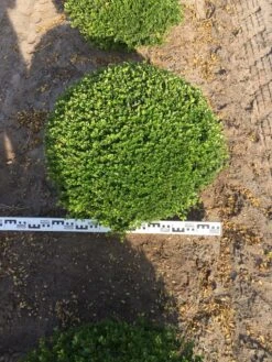 Japanse Hulst Als Bolvorm (Ilex Crenata) 8 Japanse Hulst Als Bolvorm (Ilex Crenata) -OL Planten Winkel ilex crenata 70 cm breed bol drkl 1