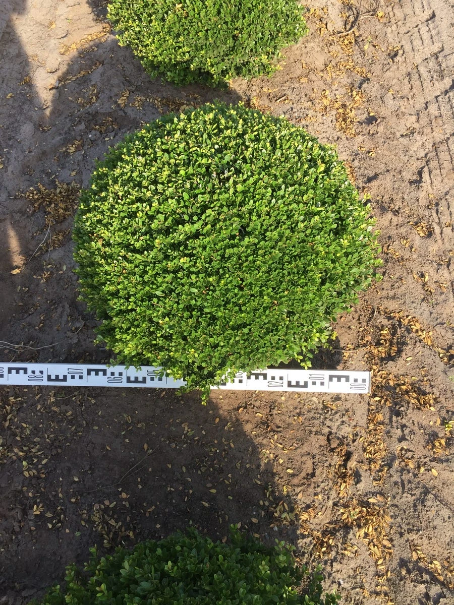 Japanse Hulst Als Bolvorm (Ilex Crenata) 5 Japanse Hulst Als Bolvorm (Ilex Crenata) - Afbeelding 3