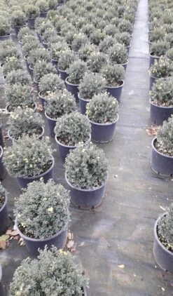 Japanse Hulst (Ilex Crenata 'Kinme') -OL Planten Winkel ilex crenata ball d25 10lt 1