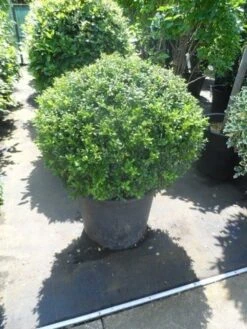 Japanse Hulst In Bolvorm (Ilex Crenata 'Convexa') 8 Japanse Hulst In Bolvorm (Ilex Crenata 'Convexa') -OL Planten Winkel ilex crenata convexa bol 80 100