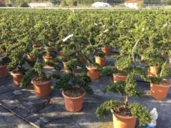 Japanse Hulst Als Bonsai (Ilex Crenata 'Kinme') -OL Planten Winkel ilex crenata kimne bonsai 2