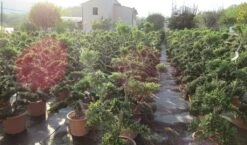 Japanse Hulst Als Bonsai (Ilex Crenata 'Kinme') -OL Planten Winkel ilex crenata kimne bonsai lv20