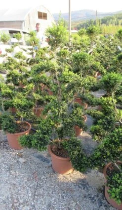 Japanse Hulst Als Bonsai (Ilex Crenata 'Kinme') -OL Planten Winkel ilex crenata kimne bonsai lv20 3