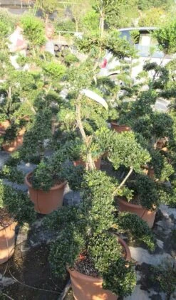 Japanse Hulst Als Bonsai (Ilex Crenata 'Kinme') -OL Planten Winkel ilex crenata kimne bonsai lv20 6
