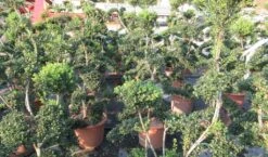 Japanse Hulst Als Bonsai (Ilex Crenata 'Kinme') -OL Planten Winkel ilex crenata kimne bonsai lv20 7