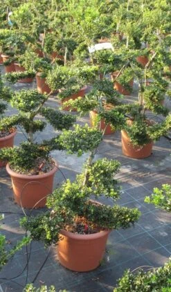 Japanse Hulst Als Bonsai (Ilex Crenata 'Kinme') -OL Planten Winkel ilex crenata kimne bonsai lv20 9 1