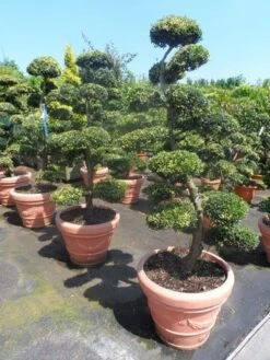 Japanse Hulst Als Bonsai (Ilex Crenata) -OL Planten Winkel ilex crenata kinmei bonsai 160 180