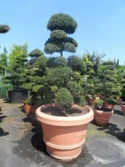 Japanse Hulst Als Bonsai (Ilex Crenata) -OL Planten Winkel ilex crenata kinmei bonsai 160 180 extra
