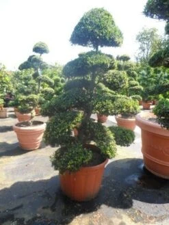 Japanse Hulst Als Bonsai (Ilex Crenata) -OL Planten Winkel ilex crenata kinmei bonsai 175 200 extra 2