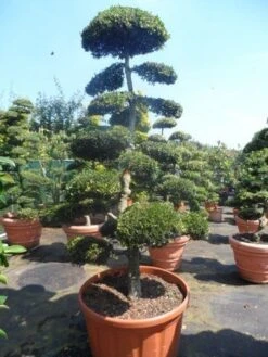 Japanse Hulst Als Bonsai (Ilex Crenata) -OL Planten Winkel ilex crenata kinmei bonsai 200 225 3