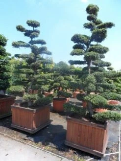 Japanse Hulst Als Bonsai (Ilex Crenata) -OL Planten Winkel ilex crenata kinmei bonsai 225 250 2