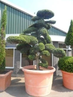 Japanse Hulst Als Bonsai (Ilex Crenata) -OL Planten Winkel ilex crenata kinmei bonsai 250 300 solitair extra 3