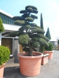 Japanse Hulst Als Bonsai (Ilex Crenata) -OL Planten Winkel ilex crenata kinmei bonsai 250 300 solitair extra2 2