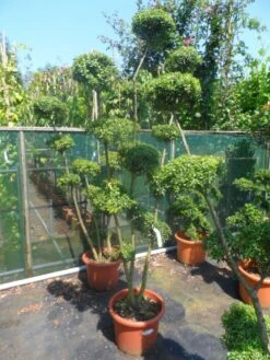 Japanse Hulst Als Bonsai (Ilex Crenata) -OL Planten Winkel ilex crenata ponpon 125 150 2