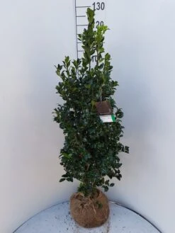Hulst (Ilex Meserveae 'Heckenfee') -OL Planten Winkel ilex heckenfee 100 120 1