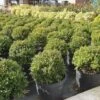 Japanse Hulst (Ilex Crenata 'Kinme') -OL Planten Winkel ilex kimne bol
