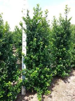 Blauwe Hulst (Ilex Meserveae 'Blue Prince') -OL Planten Winkel ilex mes. blue prince 175 200 cm 2