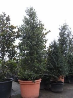 Amerikaanse Hulst (Ilex 'Nellie R Stevens') -OL Planten Winkel ilex nellie r. stevens