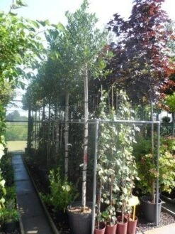 Hulst Als Boom (Ilex 'Nellie R. Stevens') -OL Planten Winkel ilex nellie r. stevens 10 12ho cont 1